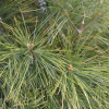 Pinus strobus