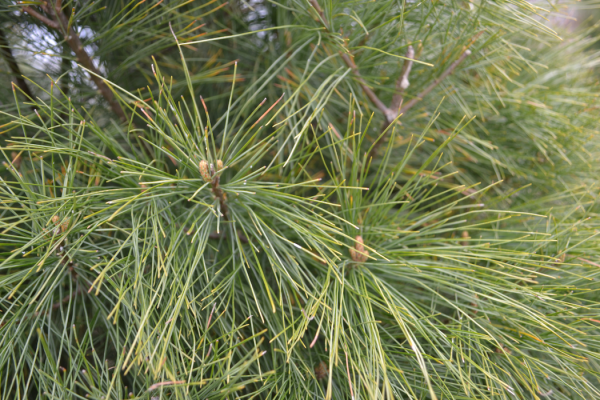 Pinus strobus