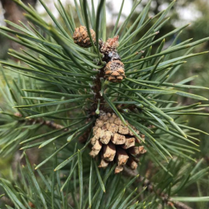 Pinus sylvestris
