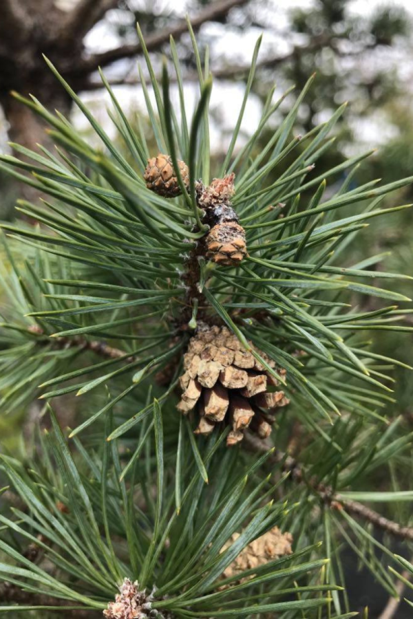 Pinus sylvestris