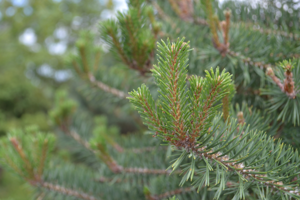 Pinus sylvestris