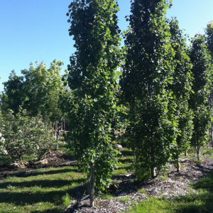 Populus x canescens 'Tower'