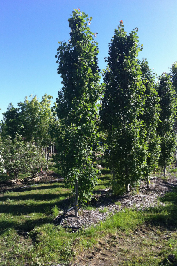 Populus x canescens 'Tower'
