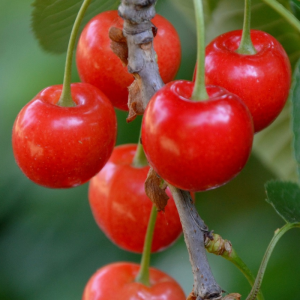 Prunus cerasus 'Evans'