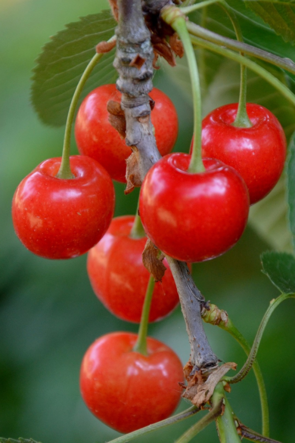 Prunus cerasus 'Evans'