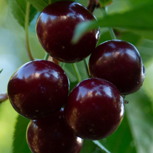 Prunus x kerrasis 'Cupid'
