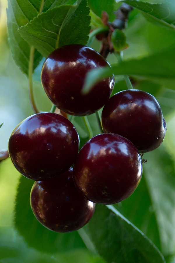 Prunus x kerrasis 'Cupid'