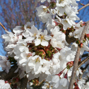 Prunus 'Snow Fountains'