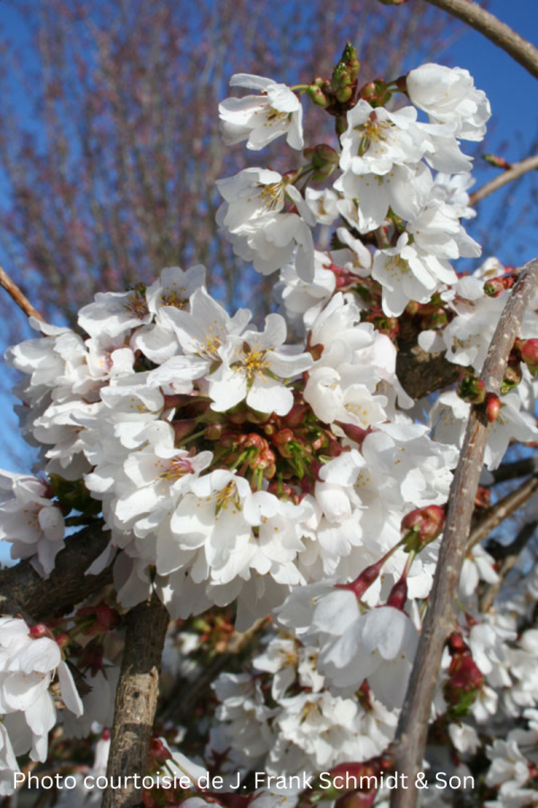 Prunus 'Snow Fountains'