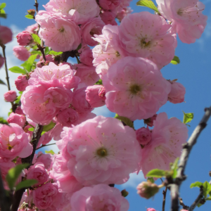 Prunus triloba 'Multiplex'