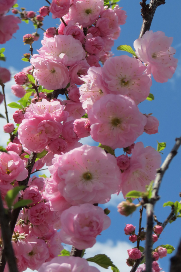 Prunus triloba 'Multiplex'