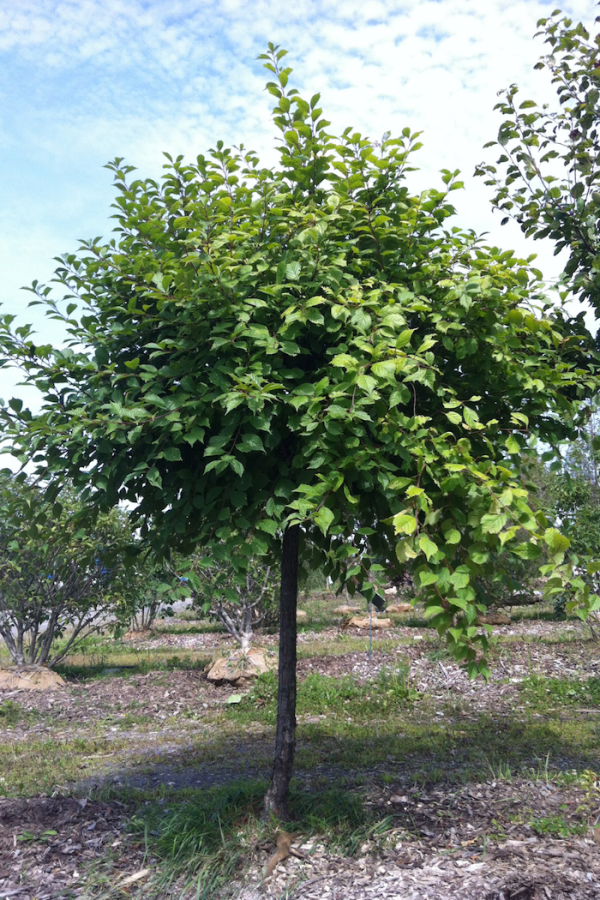 Prunus triloba 'Multiplex'