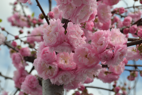 Prunus triloba 'Multiplex'