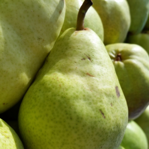 Pyrus communis 'Bartlett'