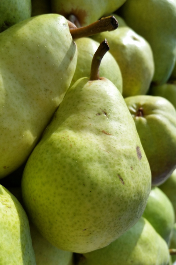Pyrus communis 'Bartlett'