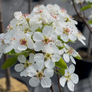 Pyrus communis 'Flemish Beauty'