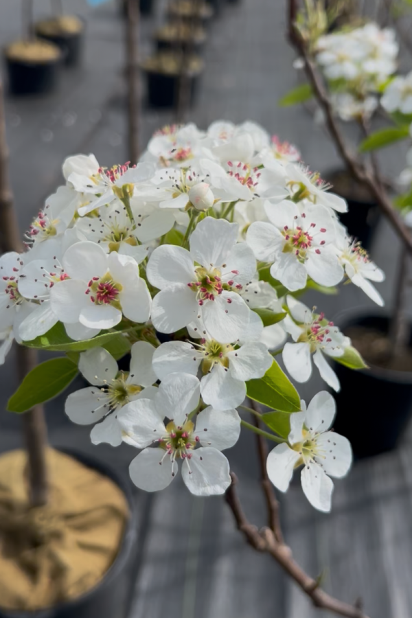 Pyrus communis 'Flemish Beauty'