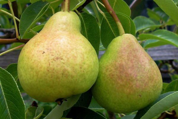 Pyrus communis 'Flemish Beauty'