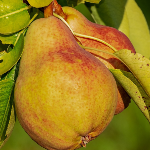 Pyrus communis 'Summercrisp'