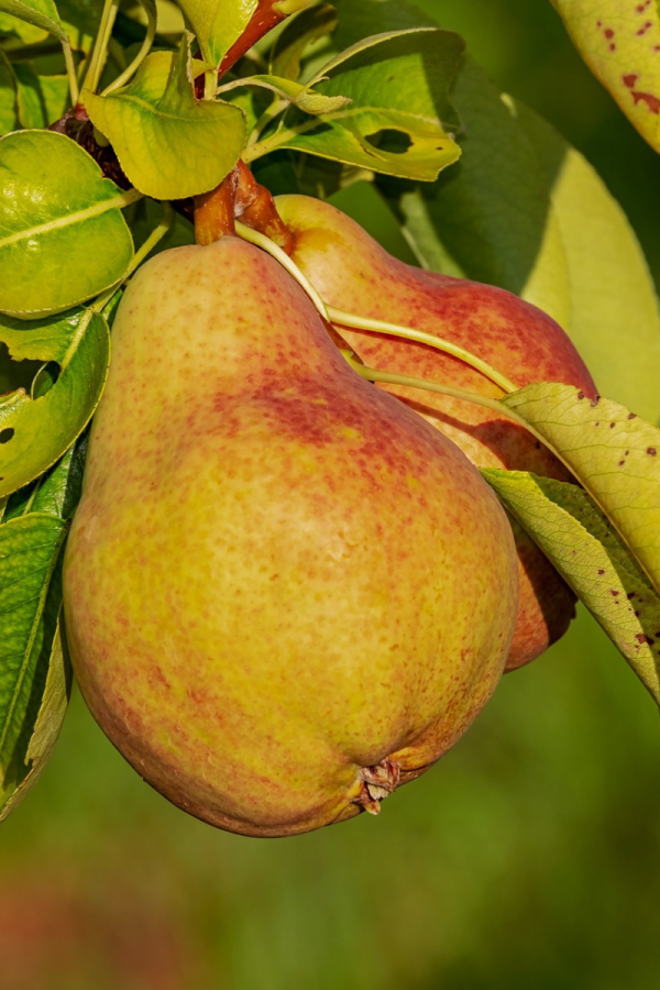 Pyrus communis 'Summercrisp'