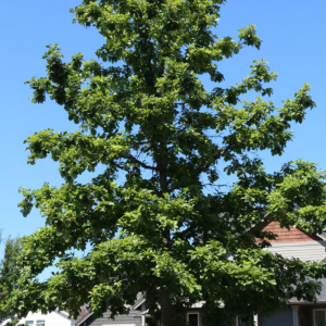 Quercus bicolor