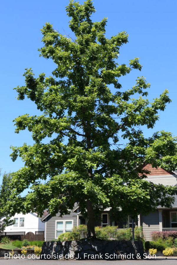 Quercus bicolor