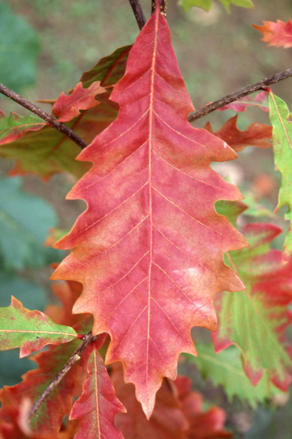 Quercus bicolor