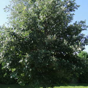 Quercus macrocarpa