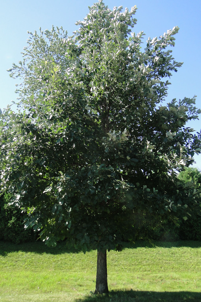 Quercus macrocarpa