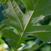 Quercus macrocarpa