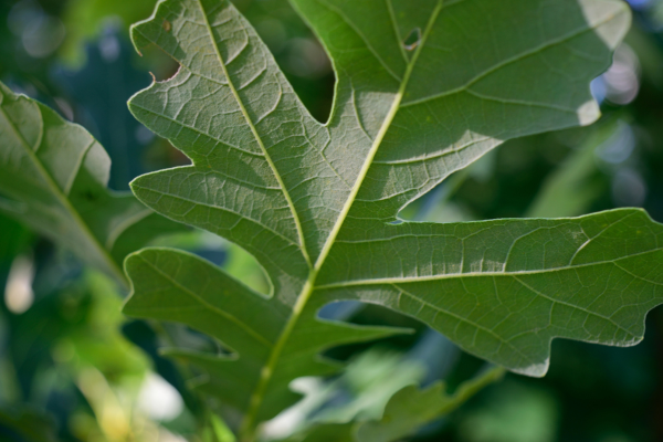 Quercus macrocarpa