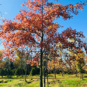 Quercus palustris