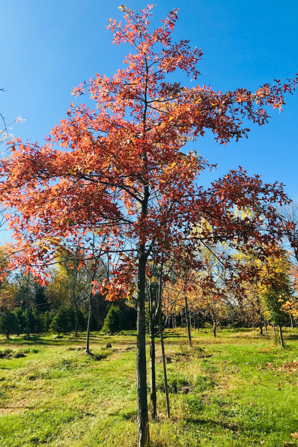 Quercus palustris