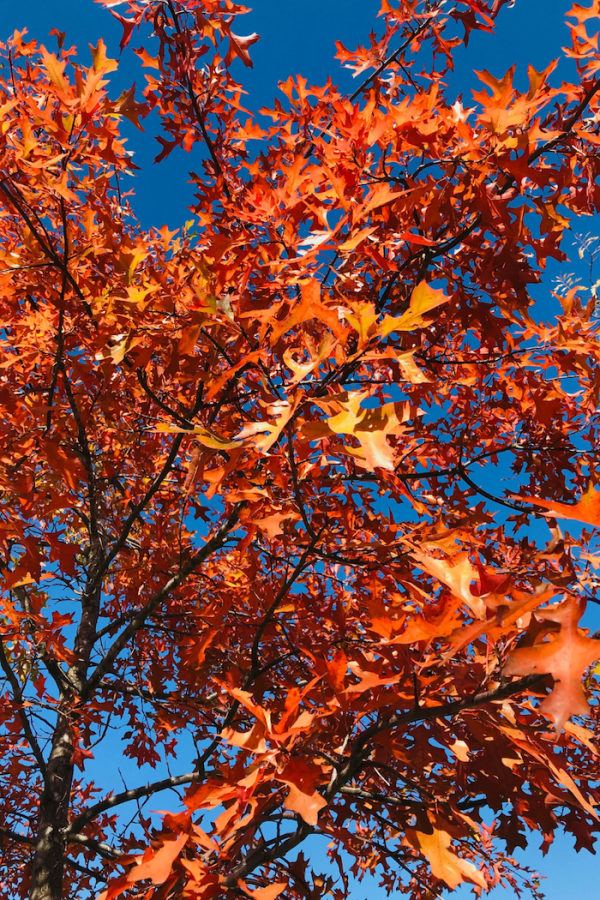 Quercus palustris