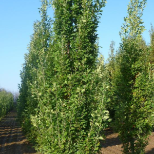 Quercus robur 'Fastigiata'