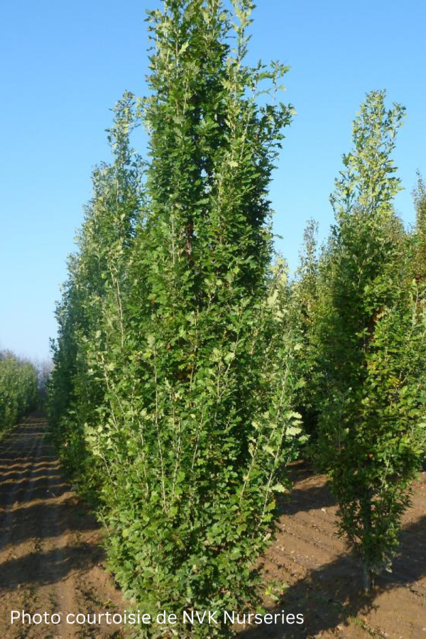 Quercus robur 'Fastigiata'