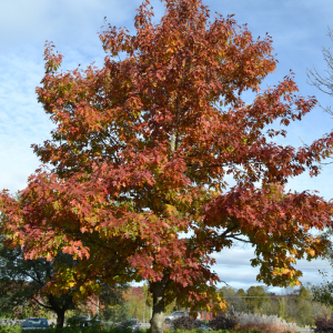 Quercus rubra