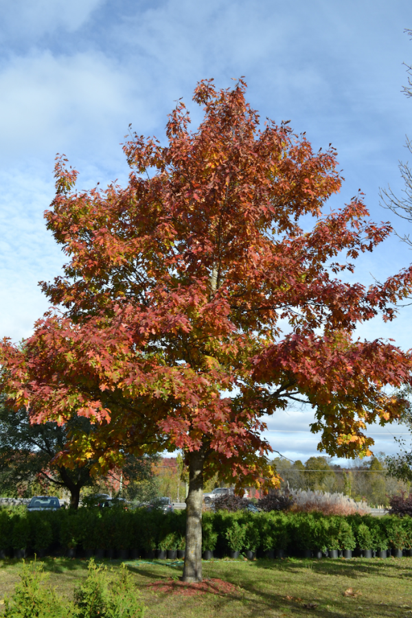 Quercus rubra