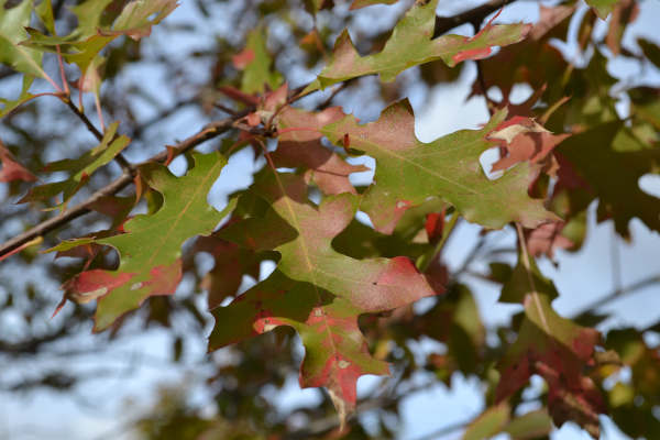 Quercus rubra