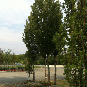 Quercus x warei 'Regal Prince'