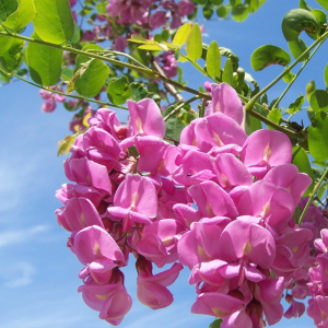 Robinia pseudoacacia 'Purple Robe'