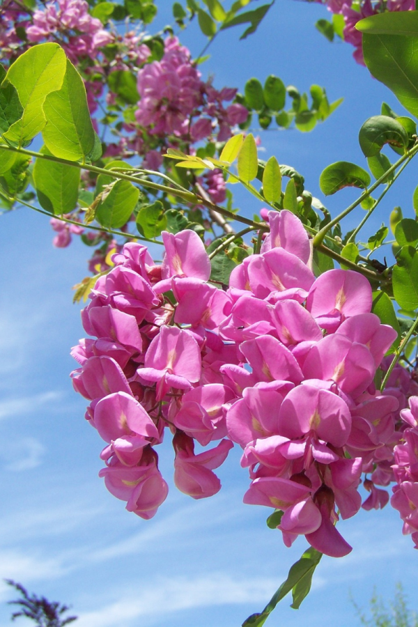 Robinia pseudoacacia 'Purple Robe'