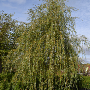 Salix alba 'Tristis'