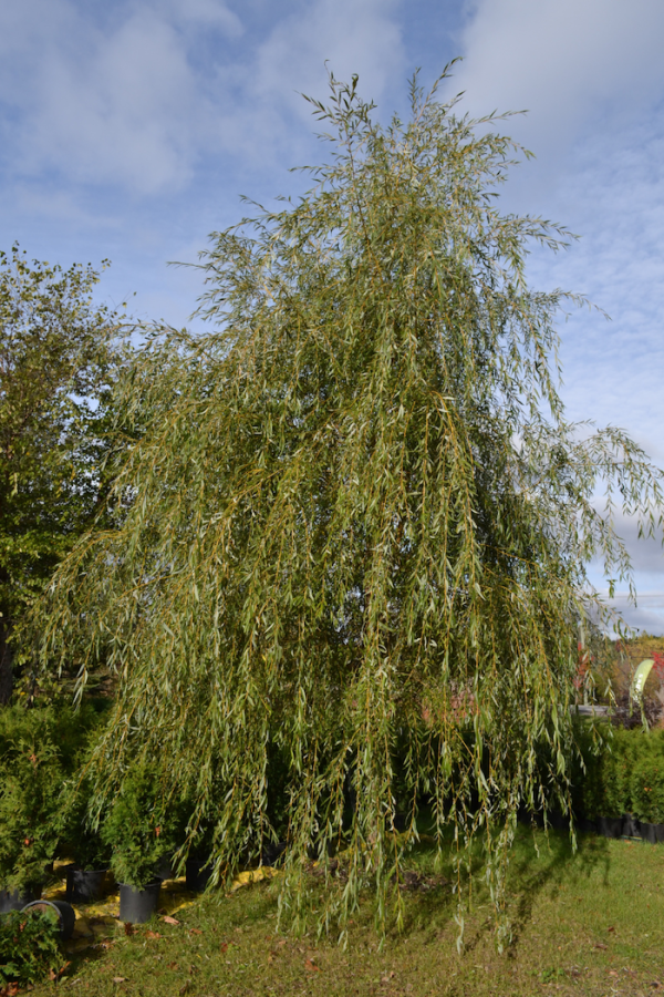 Salix alba 'Tristis'