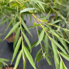 Salix alba 'Tristis'