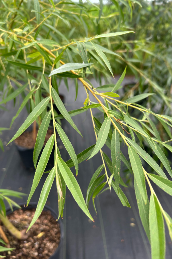 Salix alba 'Tristis'