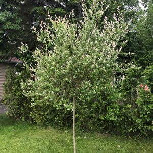 Salix integra 'Hakuro Nishiki'