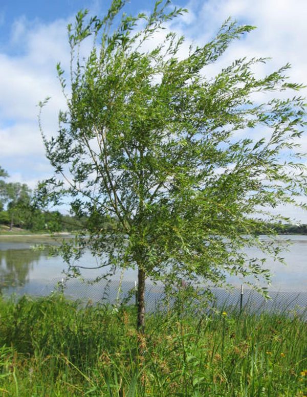 Salix 'Prairie Cascade'