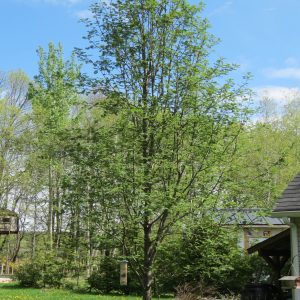 Sorbus aucuparia 'Cardinal Royal' ('Michred')