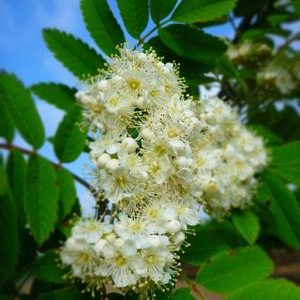 Sorbus aucuparia 'Rossica'